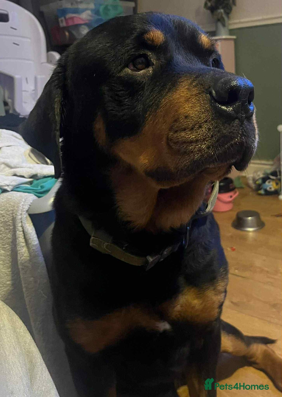 Mixed Breed dogs for sale: Cane corso cross rottweiler pups - Image 10