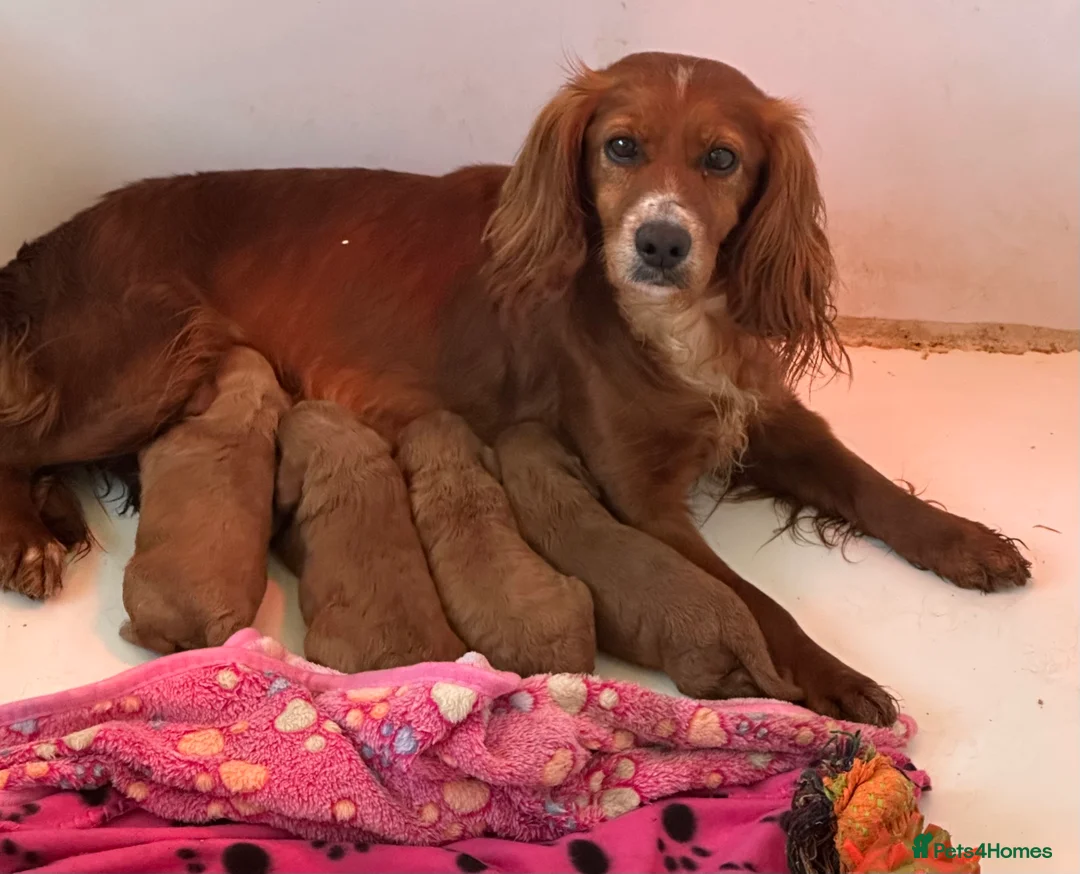 Miniature Poodle dogs for stud: mintiure poodle stud only kc health tested in Ely - Advert 23