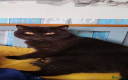 British Shorthair cats for sale: British shorthair kitten  - Image 5