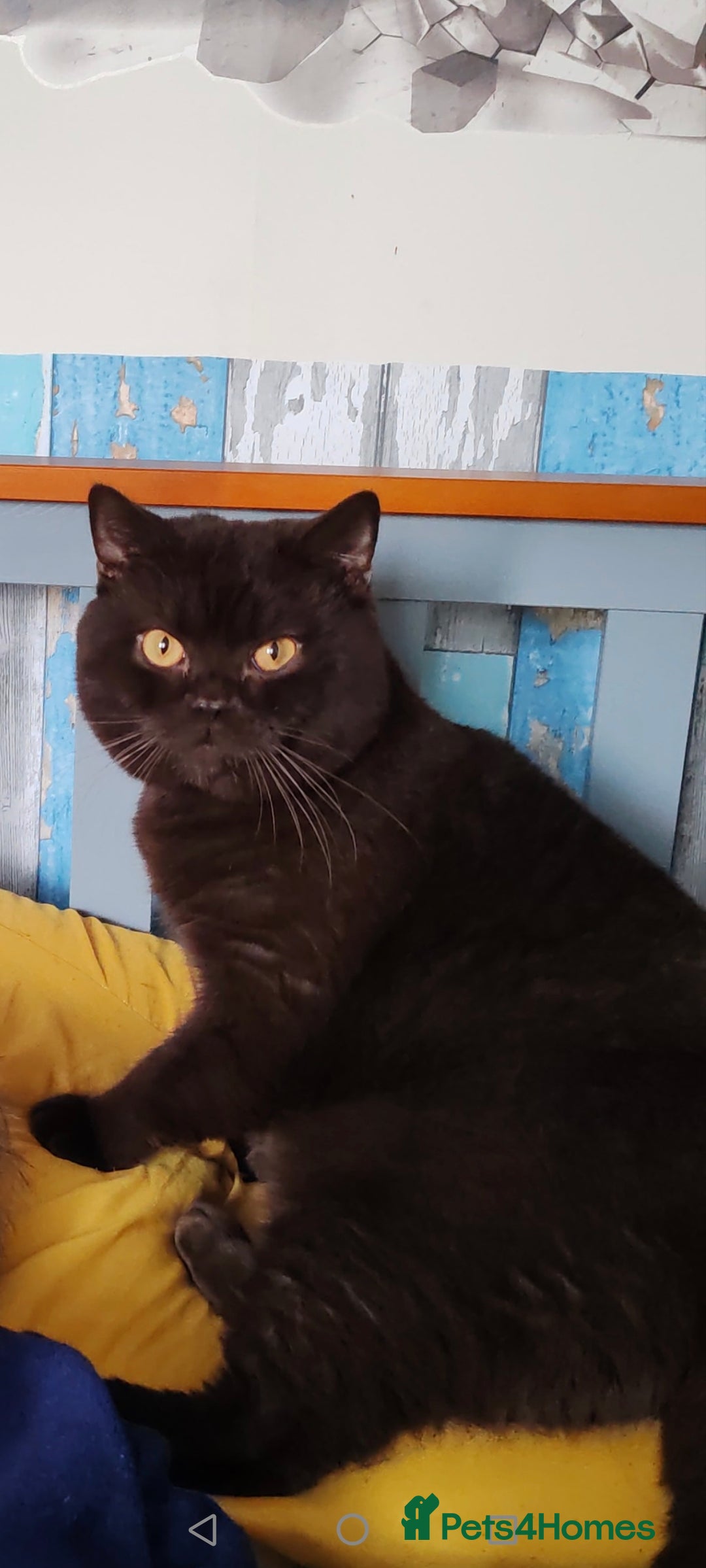 British Shorthair cats for sale: British shorthair kitten  - Image 5