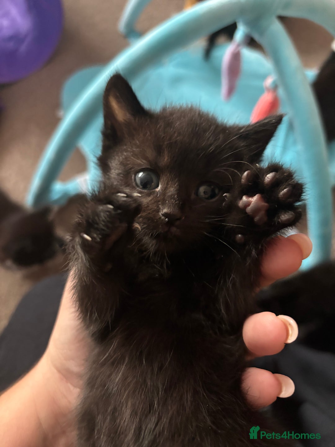 Mixed Breed cats for sale: 4 beautiful mixed kittens  - Image 9