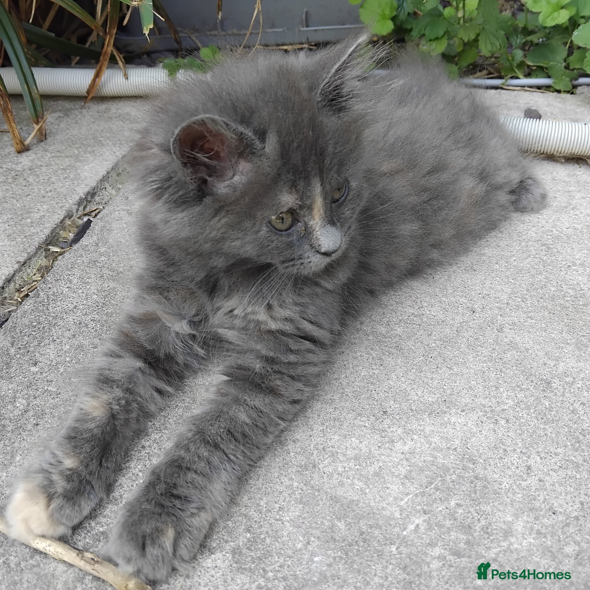 Maine Coon cats Purebred female main coon kitten - Advert 1