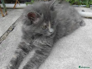 Maine Coon cats Purebred female main coon kitten - Advert 1