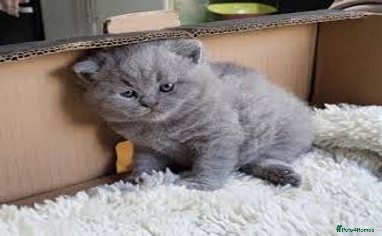British Shorthair cats - Advert 1