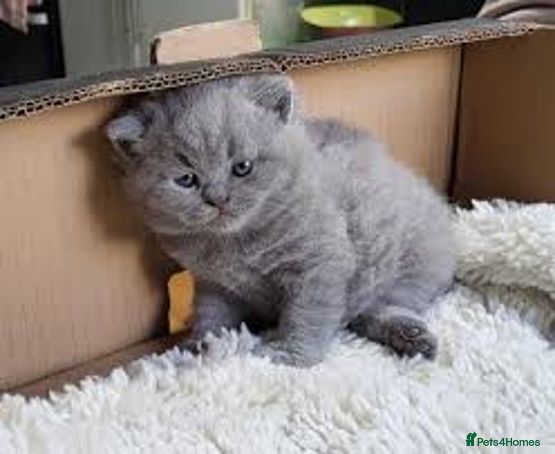 British Shorthair cats for sale:  beautiful british shorthair kittens - Image 1