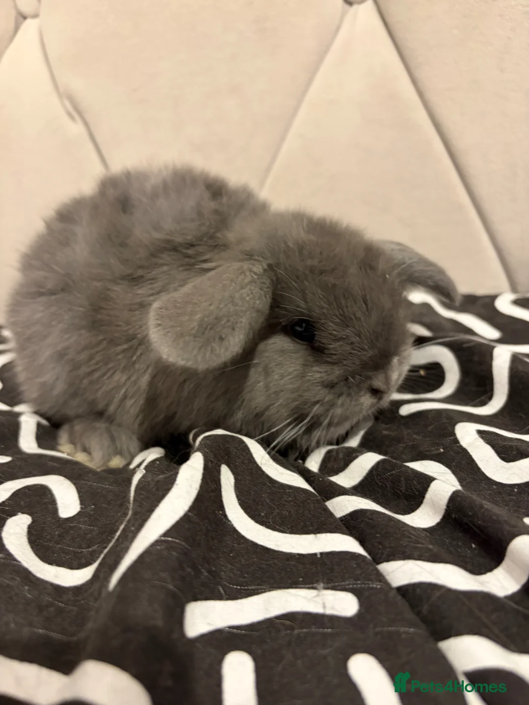 Mini Lop rabbits for sale: READY NOW  mini lops - Advert 4