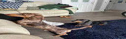 Miniature Dachshund dogs for stud: Kc reg miniature Chocolate dapple stud in Glasgow - Advert 1