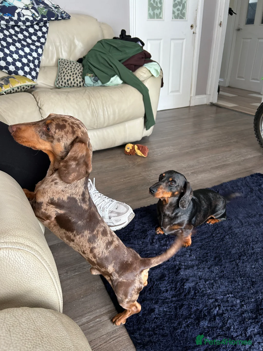 Miniature Dachshund dogs for stud: Kc reg miniature Chocolate dapple stud in Glasgow - Advert 1
