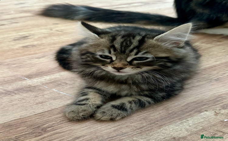 Maine Coon cats - Advert 7