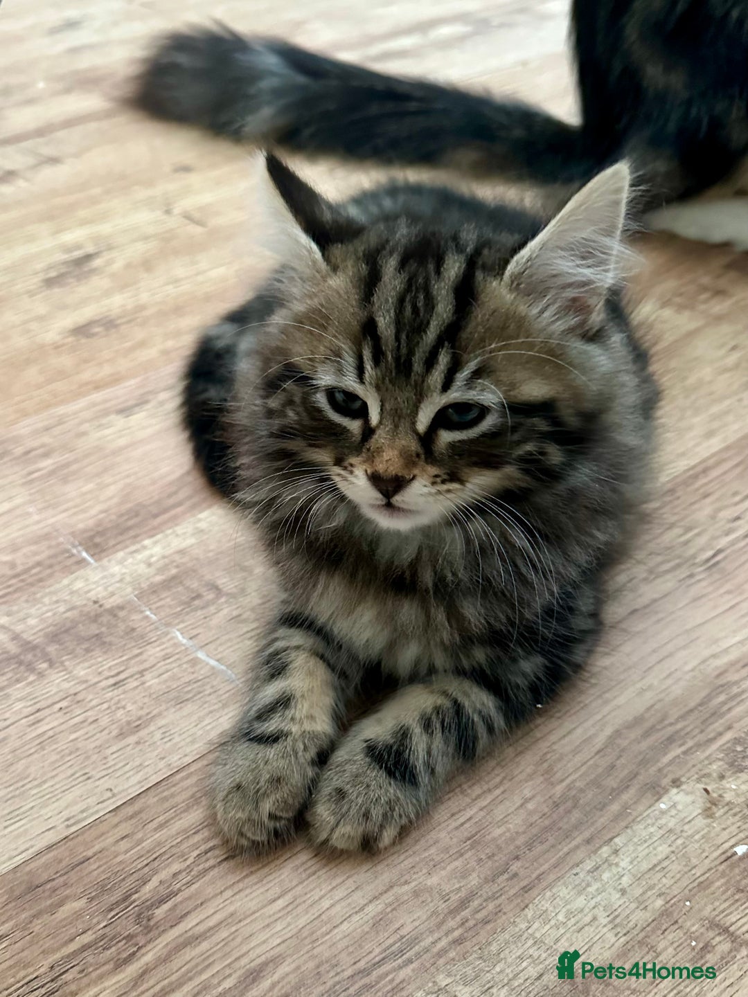 Maine Coon cats for sale: Cute adorable kitten have there own style  - Image 1