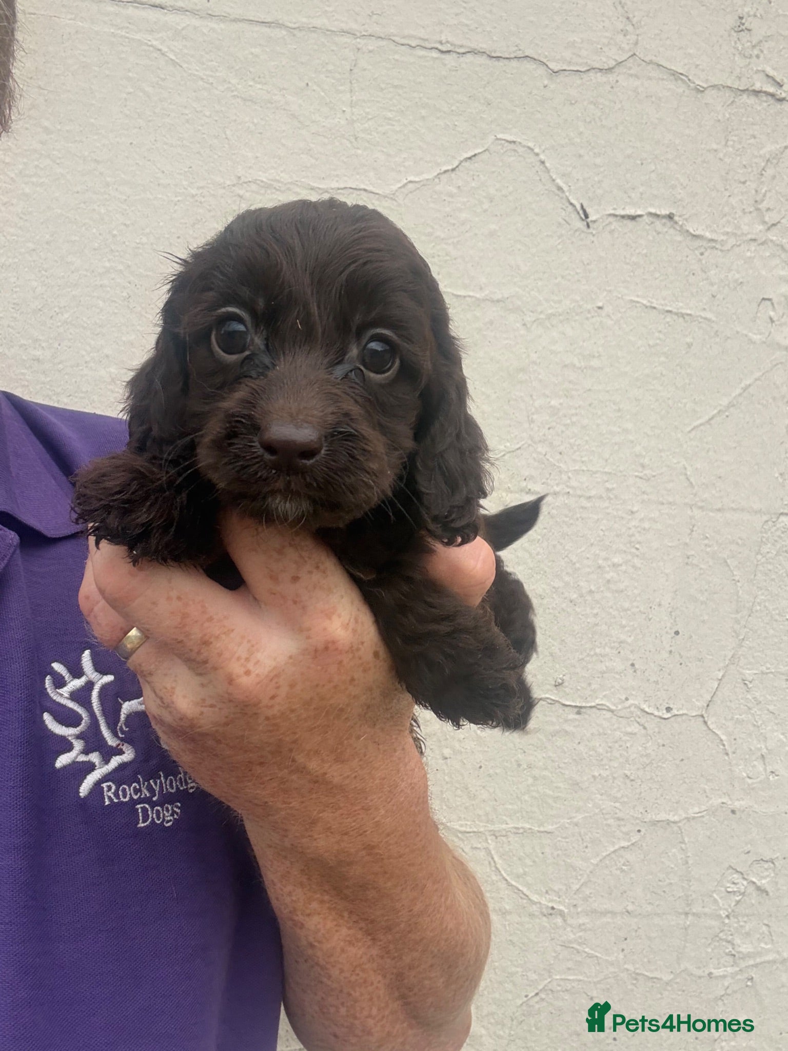 Cockapoo dogs Ready Now - Chocolate Cockapoo Pups - Advert 2