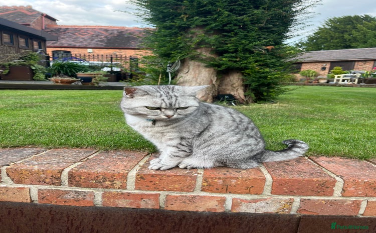 British Shorthair cats - Advert 1