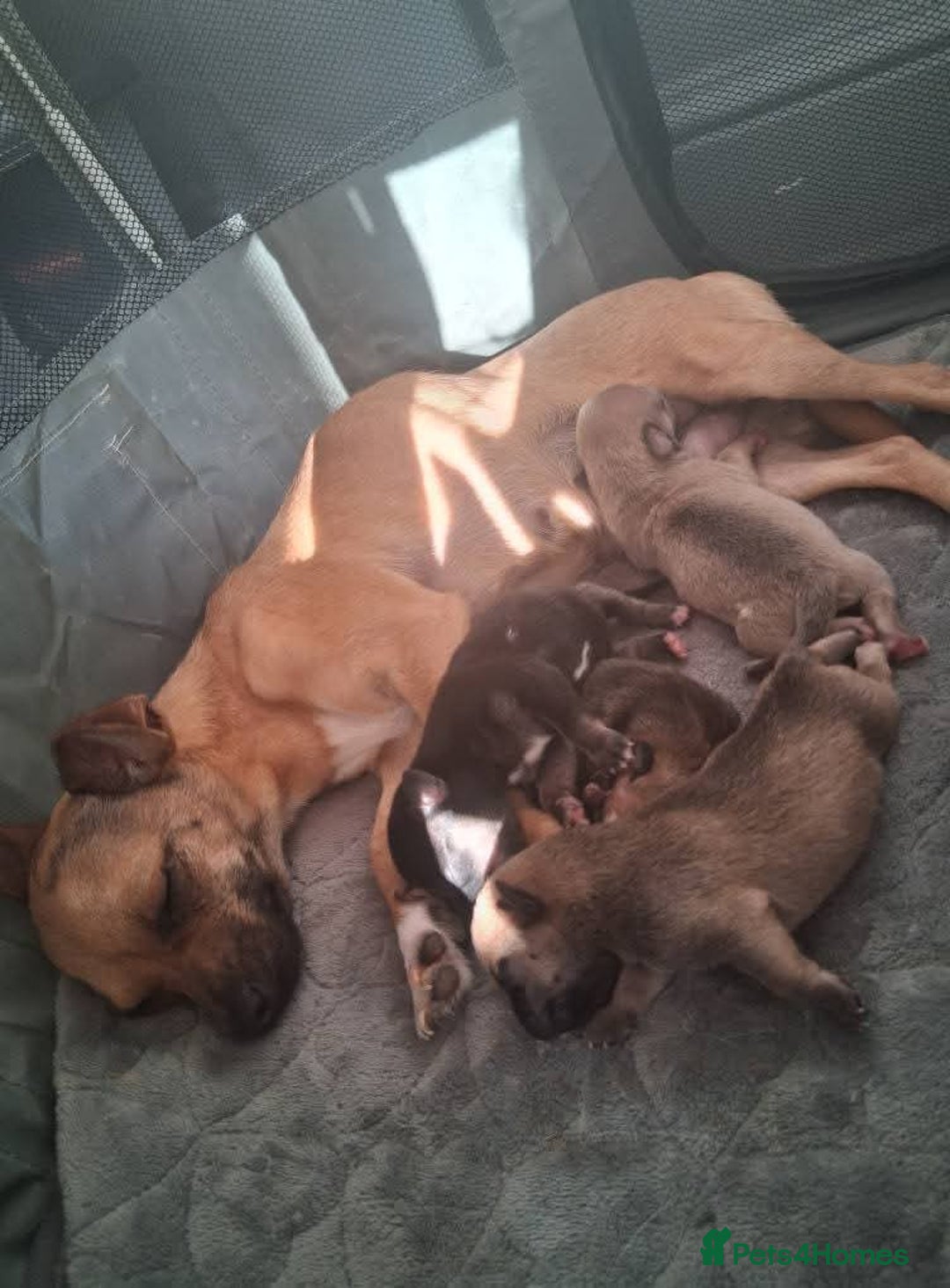 Mixed Breed dogs for sale: Chihuahua puppies £300 - Image 25