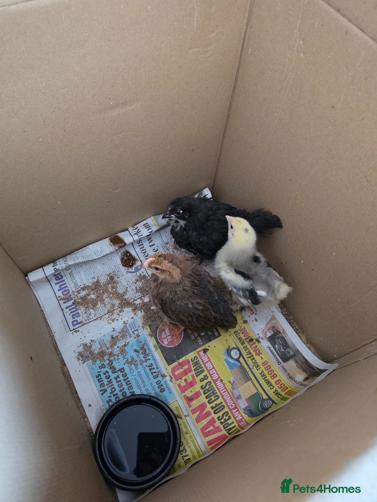 Mixed Breed poultry Poultry - Advert 14