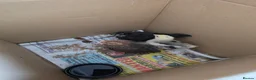 Mixed Breed poultry for sale: Poultry in London - Advert 1