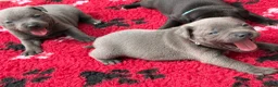 Staffordshire Bull Terrier dogs for sale: KC Health Tested Staffordshire Bull Terriers - Advert 6