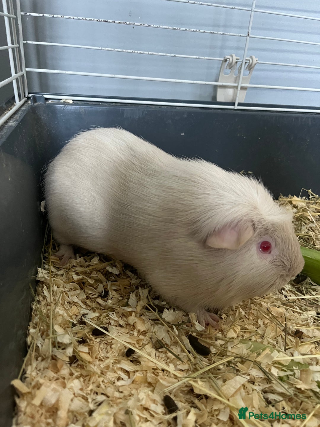 Guinea Pig rodents for sale: Stunning guinea pig needing companions - Image 2