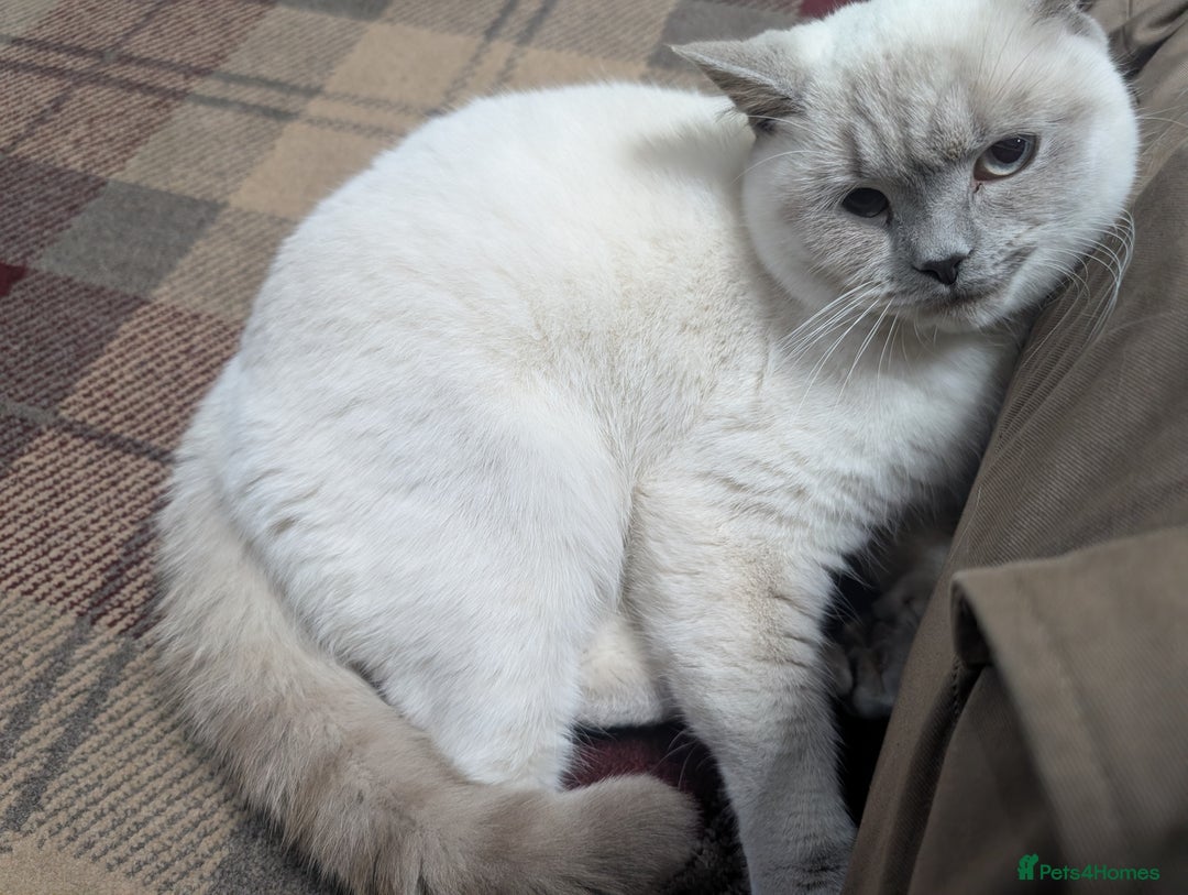 British Shorthair cats for sale: Male British shorthair white 10 months - Advert 8