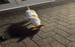Mixed Breed dogs for sale: Jack Russel x chihuahua - Image 7
