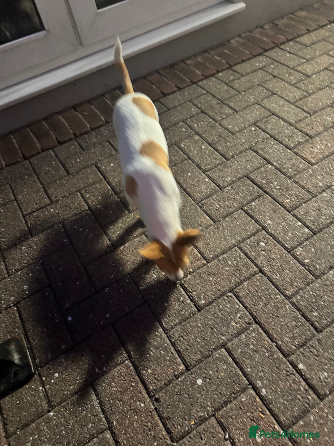 Mixed Breed dogs for sale: Jack Russel x chihuahua - Image 7