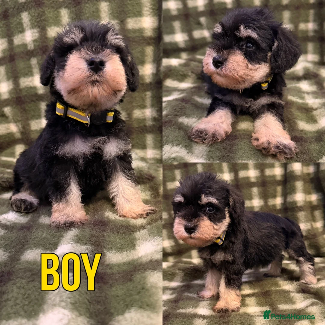 Miniature Schnauzer dogs for sale: K.C miniature schnauzer  - Advert 9