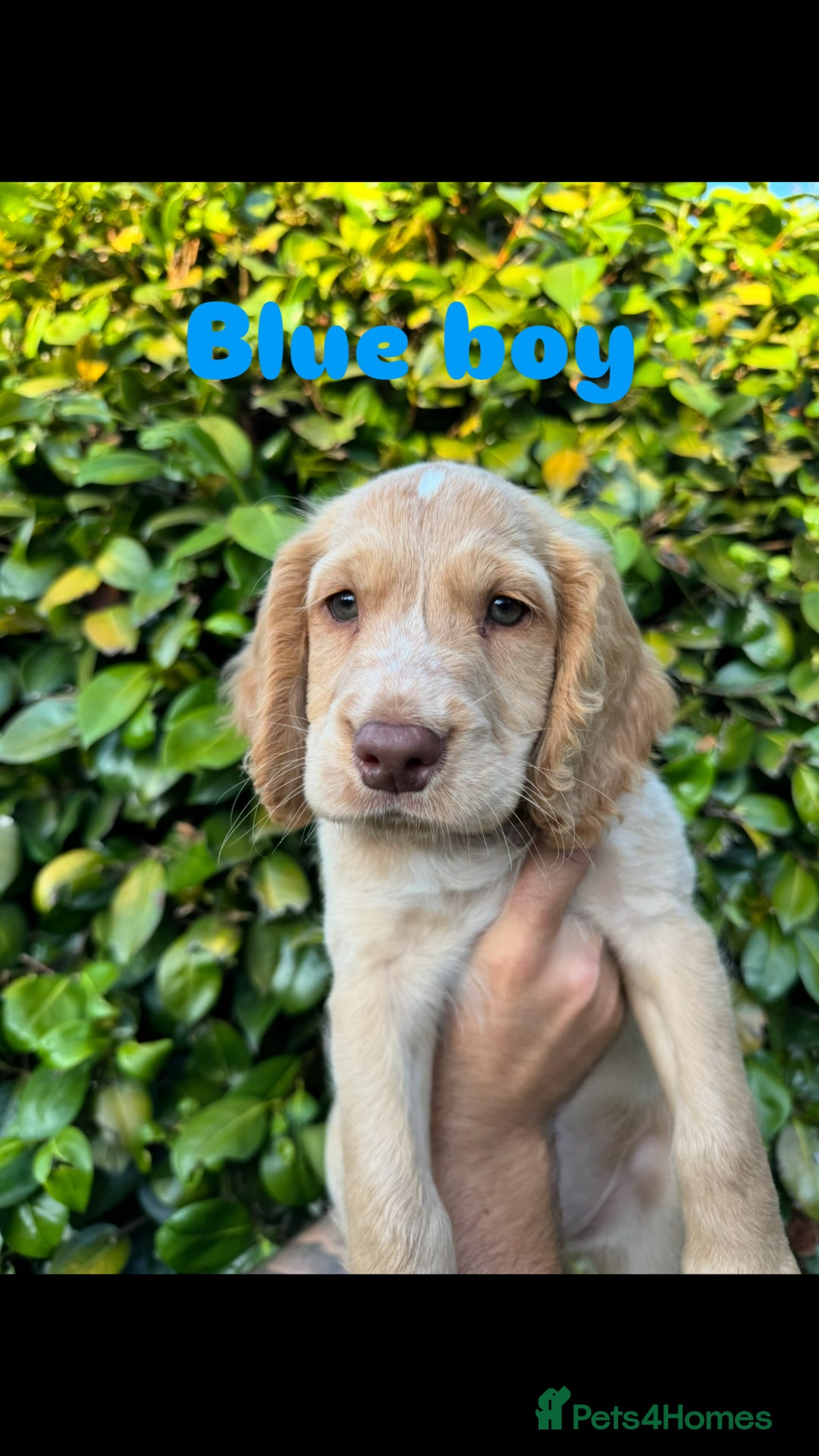 Cocker Spaniel dogs for sale: READY TO GO.. beautiful cocker spaniel puppies - Image 9