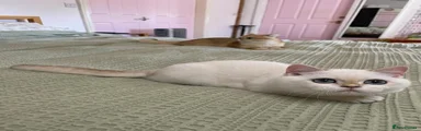 British Shorthair 1