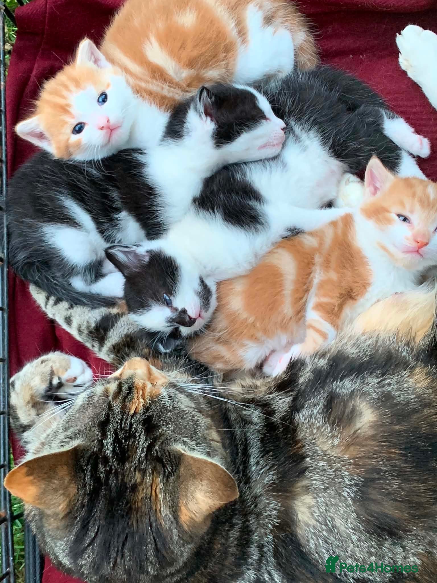 Mixed Breed cats 4 kittens for sale  - Advert 1