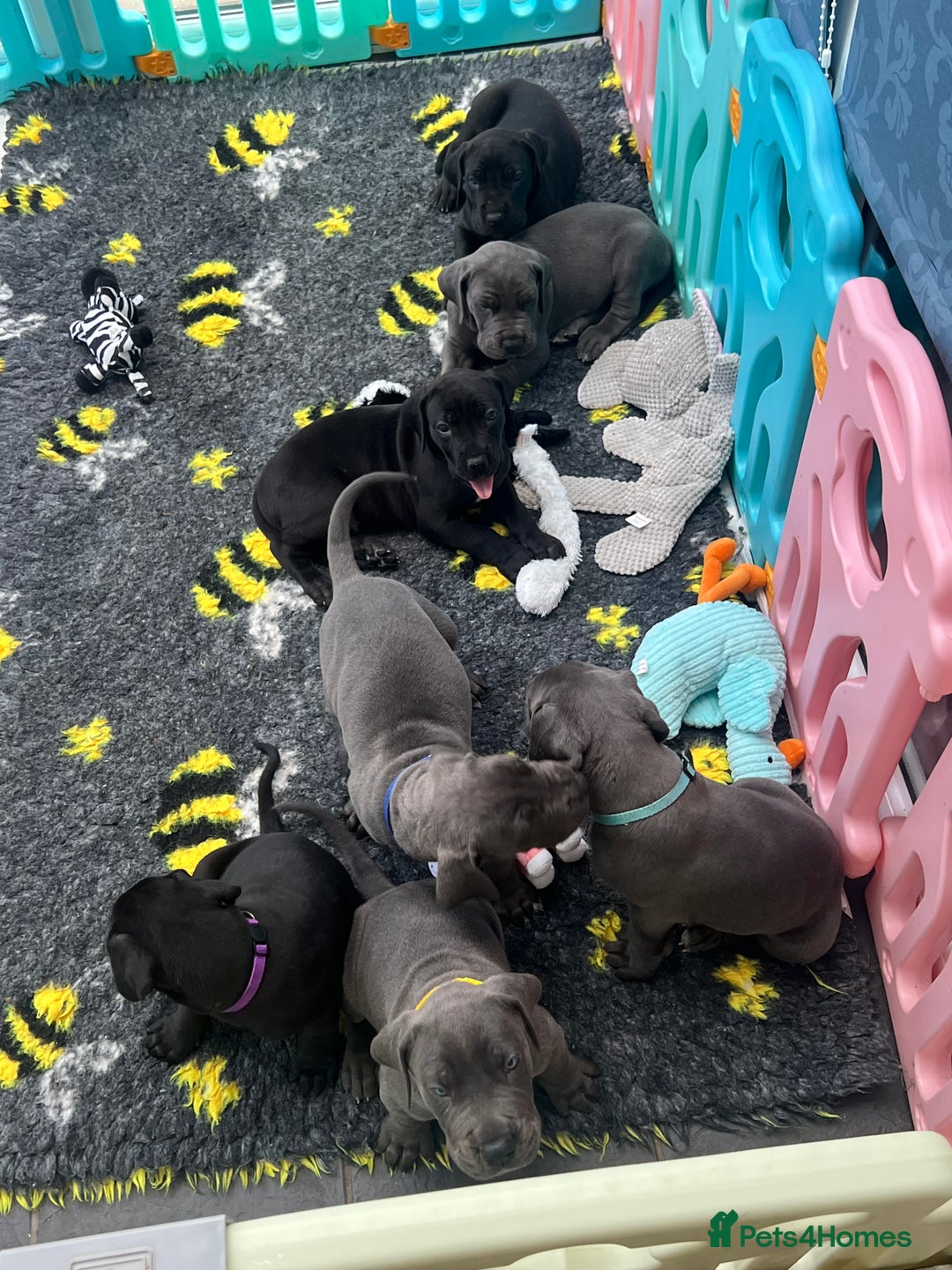 Great Dane dogs for sale: Great Dane puppies - Image 5