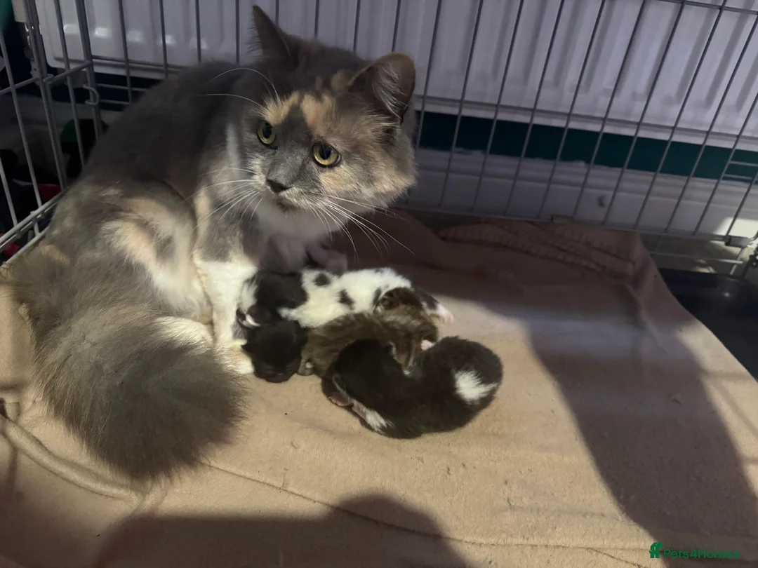 Norwegian Forest Cat cats for sale: 4 super loving fluffy kitties  - Advert 2