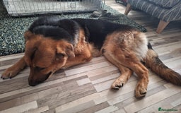 German Shepherd dogs for sale: 2 yr old male German shepherd  - Image 13