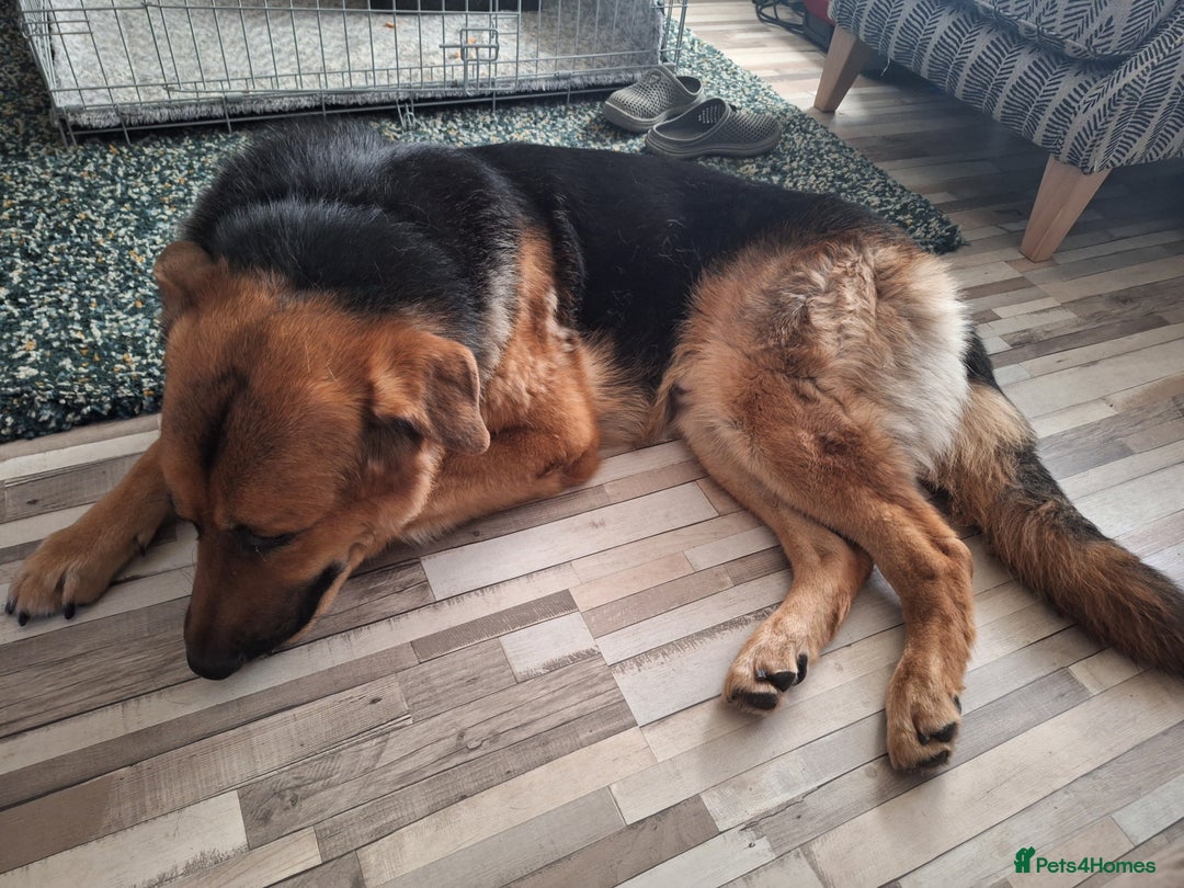 German Shepherd dogs for sale: 2 yr old male German shepherd  - Image 13