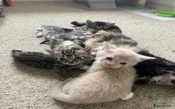 Munchkin cats for sale: Munchkin kittens for sale - Image 21