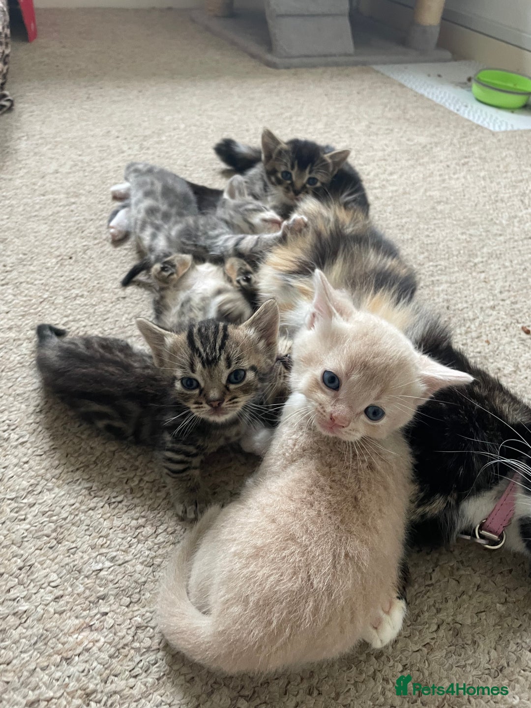 Munchkin cats for sale: Munchkin kittens for sale - Image 21