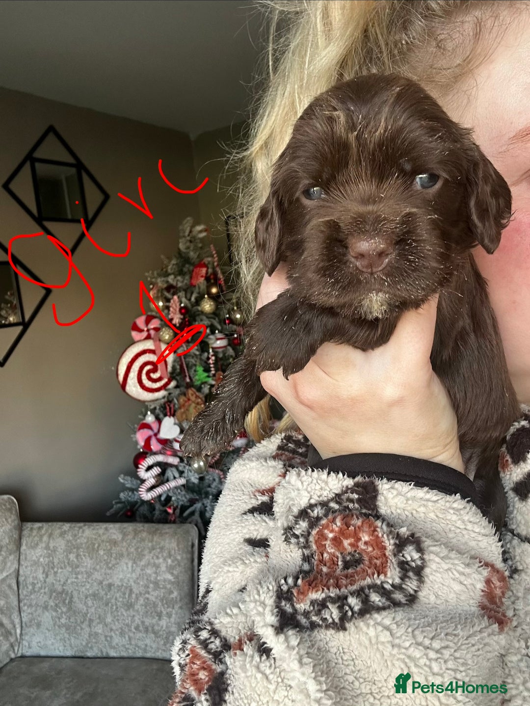 Sprocker dogs for sale: ONE BLACK BOY LEFT❤️‍🩹 - Advert 14