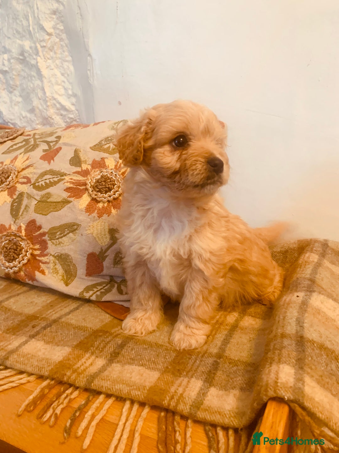 Mixed Breed dogs for sale: Cavapoo/Westiepoo - Advert 1