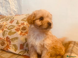 Mixed Breed dogs Cavapoo/Westiepoo - Advert 5