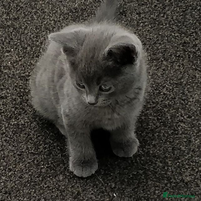Russian Blue cats ADORABLE RUSSIAN BLUE KITTENS 8 WEEKS OLD  - Advert 2