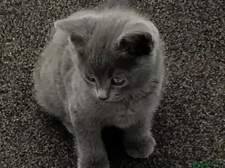Russian Blue cats ADORABLE RUSSIAN BLUE KITTENS 8 WEEKS OLD - Advert 2
