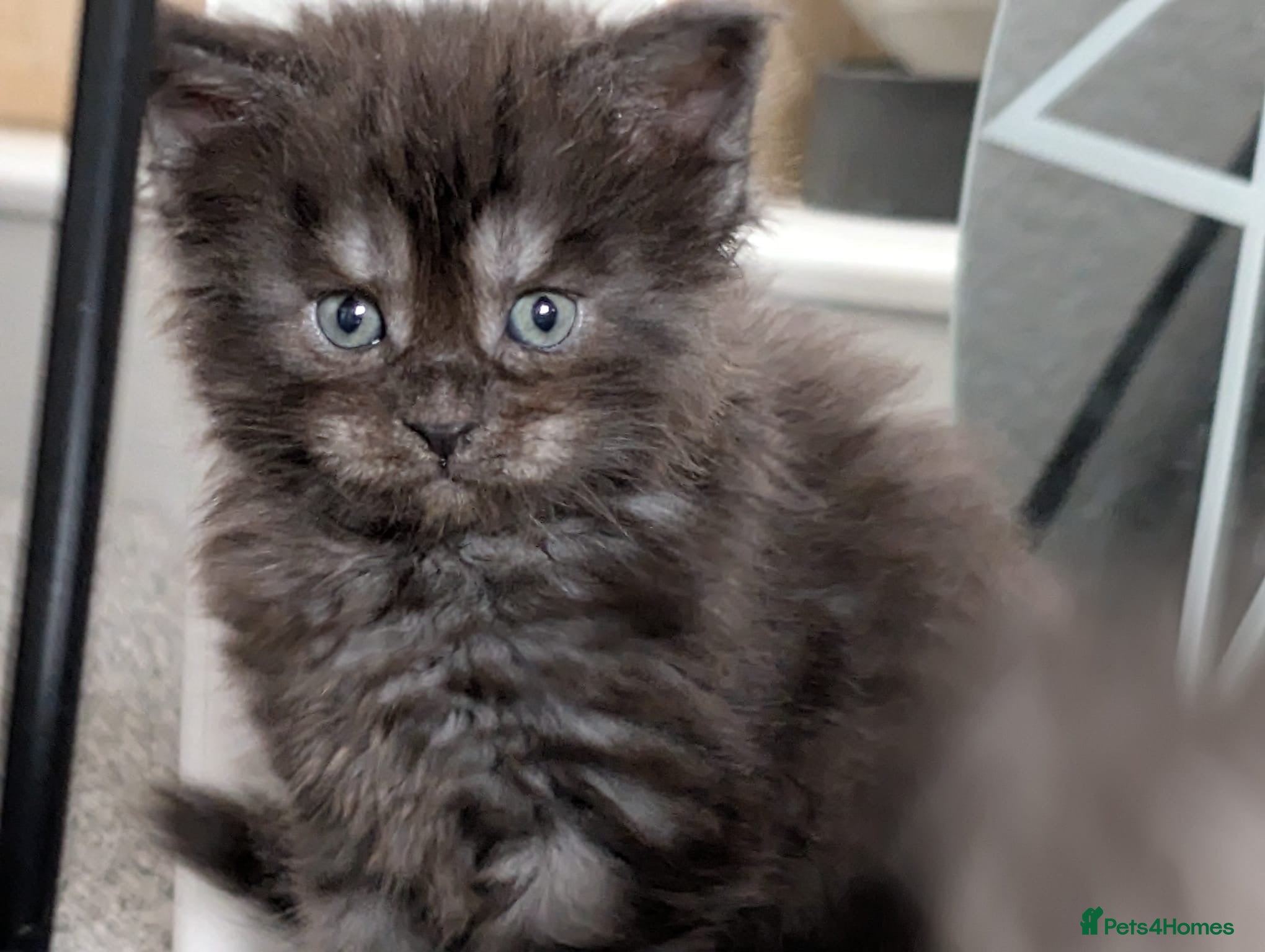 Maine Coon cats for sale: Maine coon kittens  - Advert 17