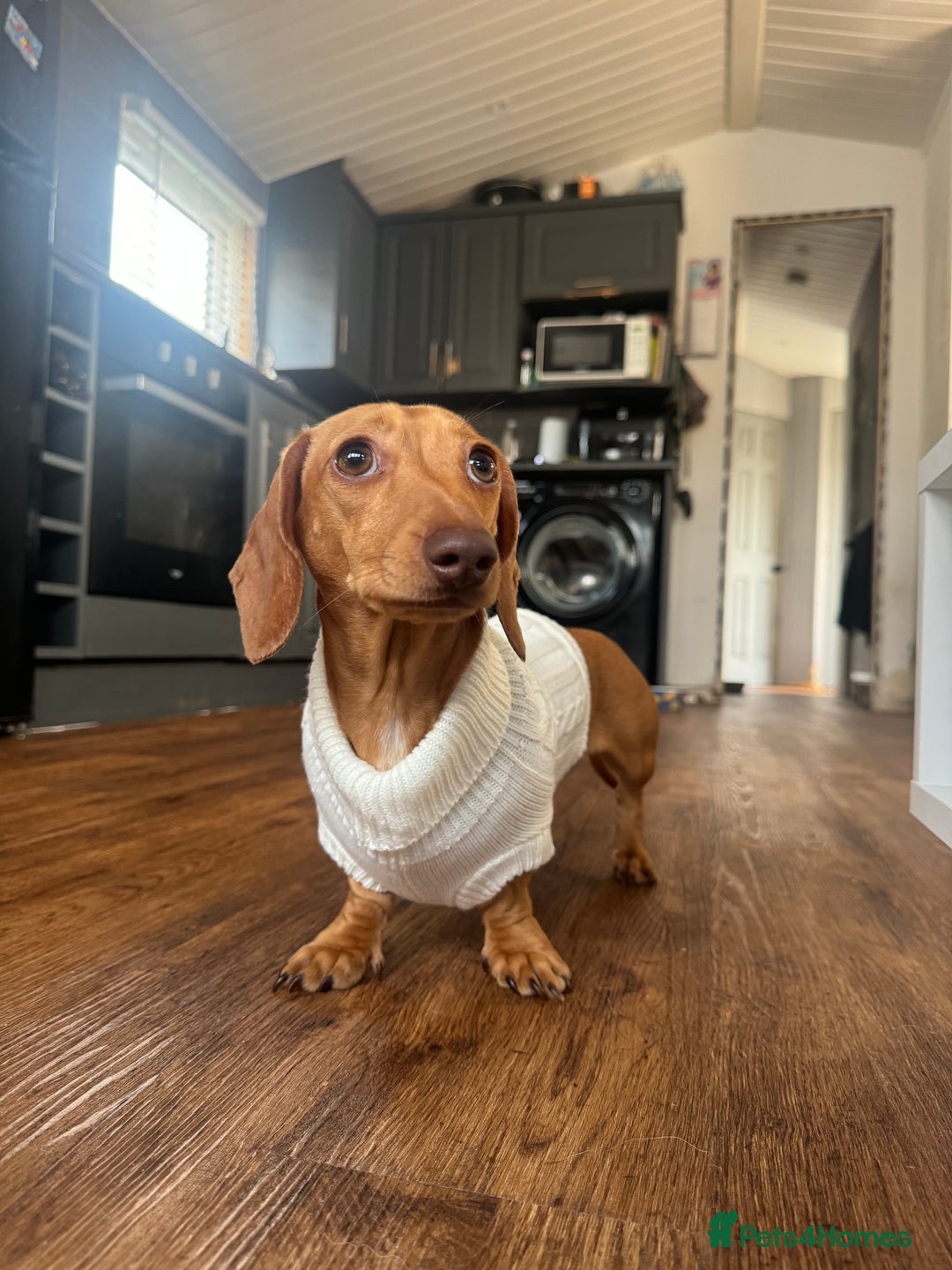 Mixed Breed dogs for sale: 4 beautiful miniature dachshund x Pomeranian pups  - Advert 2