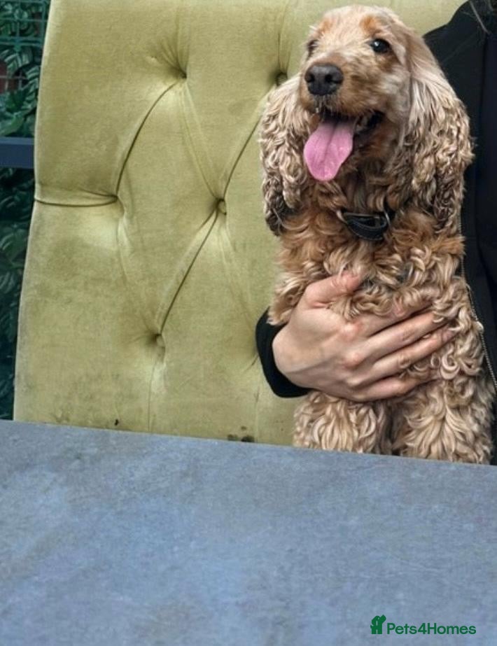 Cocker Spaniel dogs for sale: Golden working cocker spinel  - Advert 5