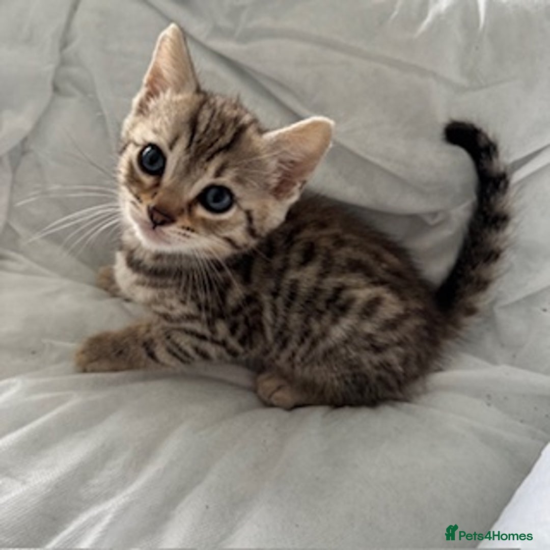 Bengal cats for sale: Gorgeous Bengal Babies - Image 28