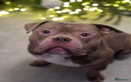American Bully dogs for sale: Pocket bully  - Advert 2