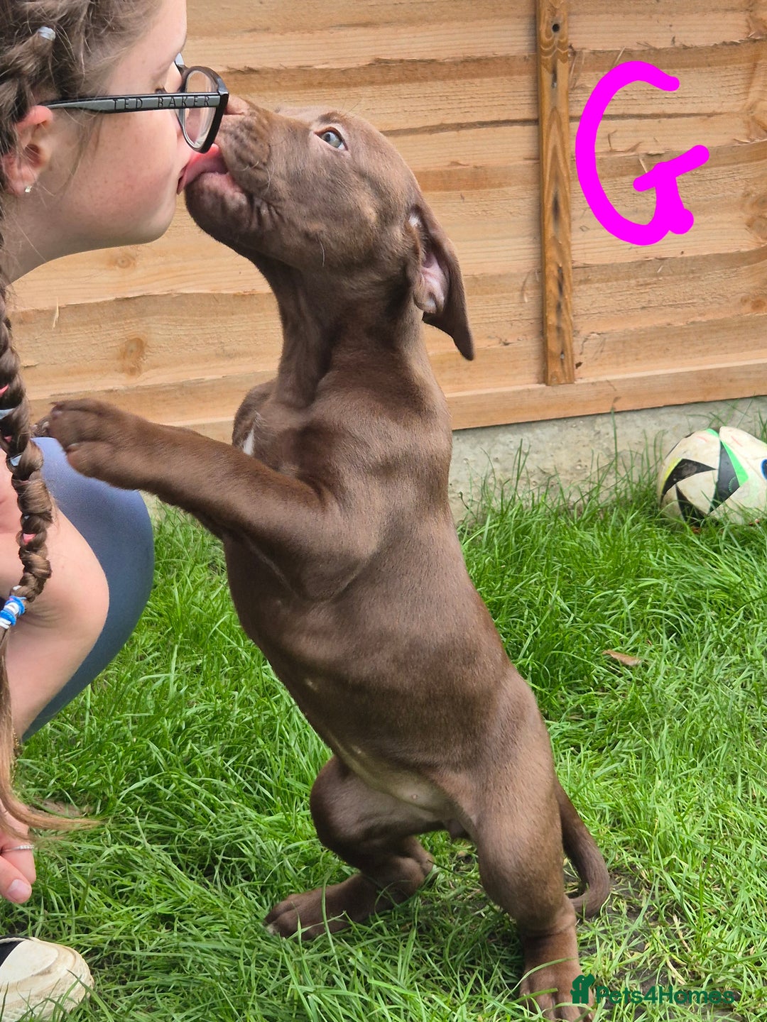 American Bully dogs for sale: American Bully Pups for sale - Image 32