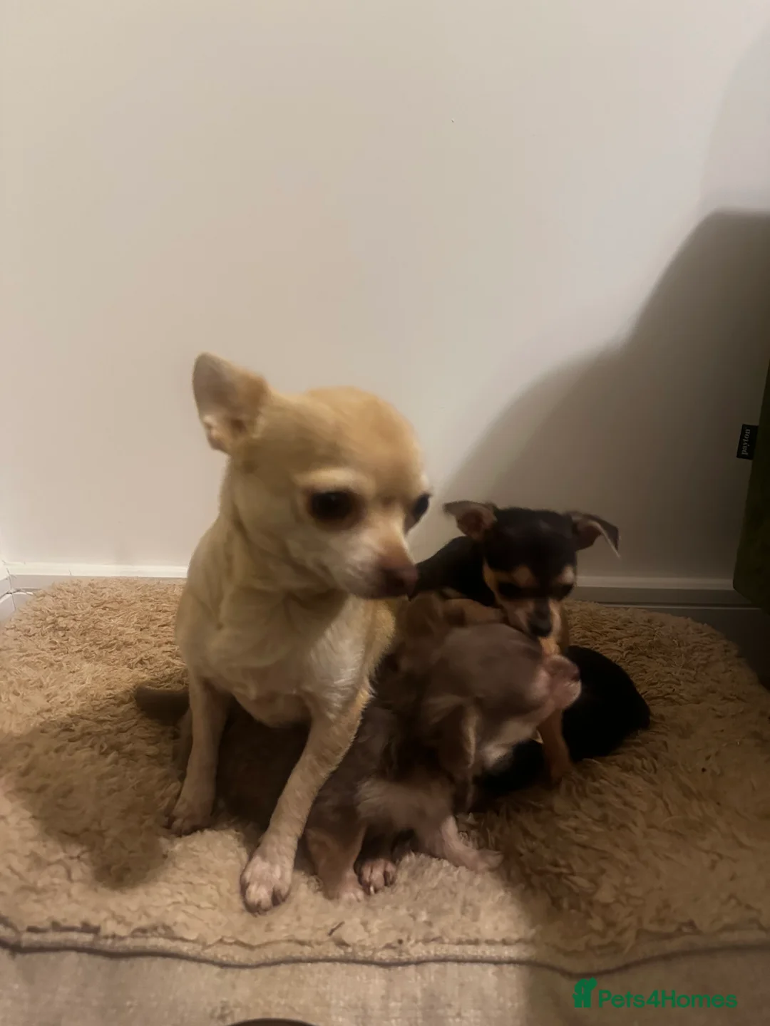 Chihuahua dogs for sale: Gorgeous Chihuahua girls - Advert 16