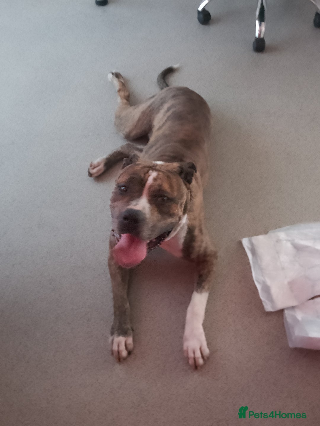Mixed Breed dogs for sale: American bulldog 3 years old  - Image 1