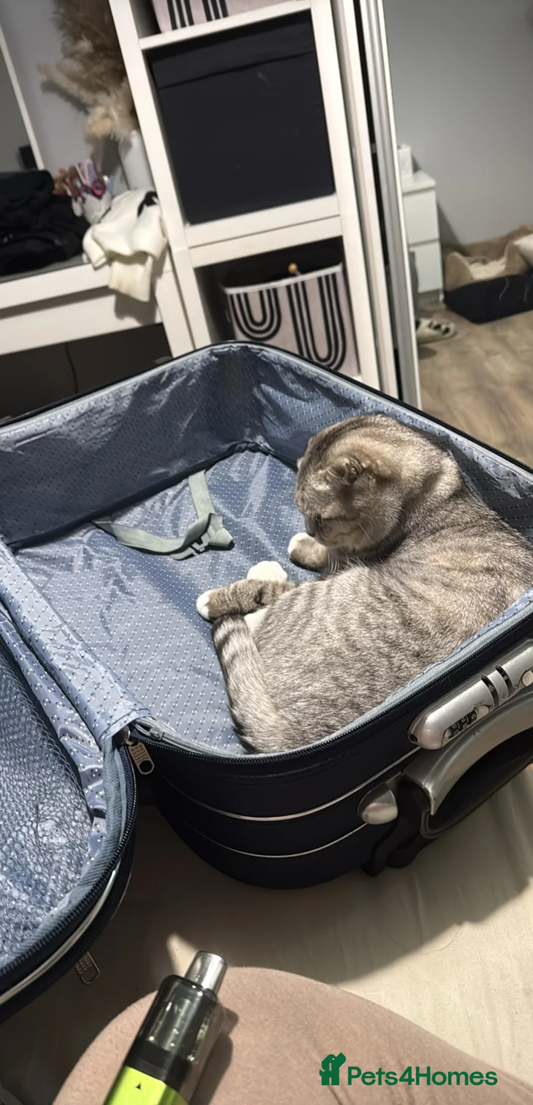 Scottish Fold cats for sale: Scottish fold for sale - Advert 2
