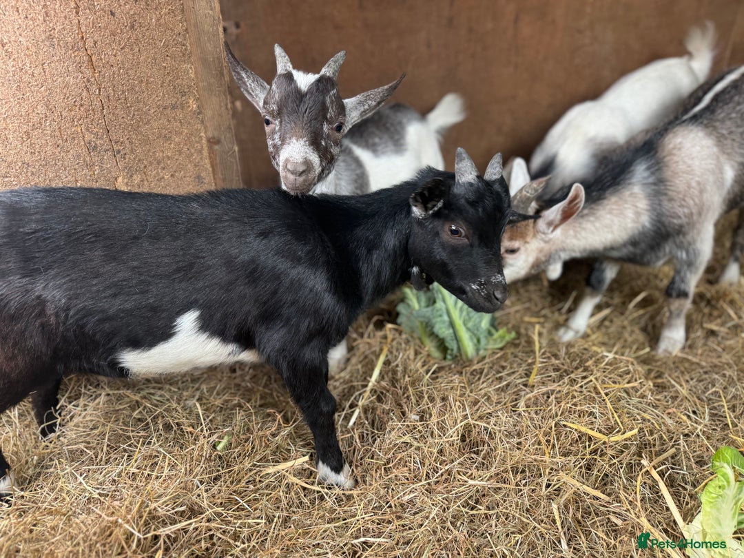 Goats livestock for sale: billy pygmy goats - Image 2