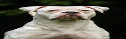 American Bulldog dogs for sale: NEBBR American Bulldog Puppies.  - Advert 4